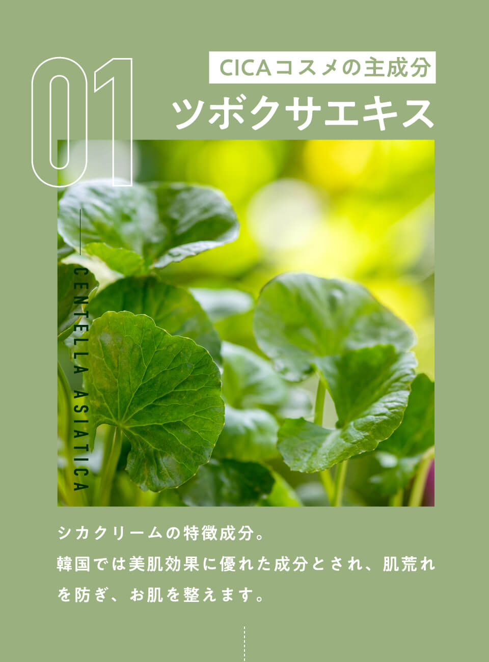 01 CICAコスメの主成分ツボクサエキス
