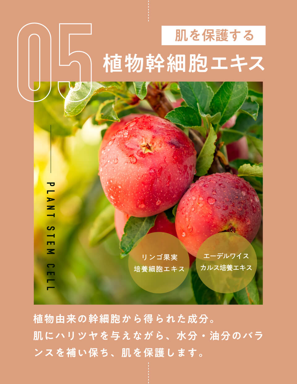 05 肌を保護する植物幹細胞エキス